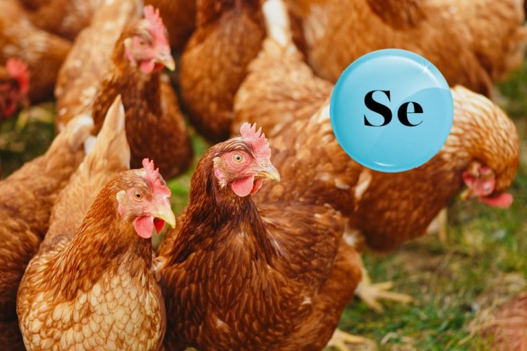 Role of selenium in the health, productivity and egg quality of layers and breeders PlusVet