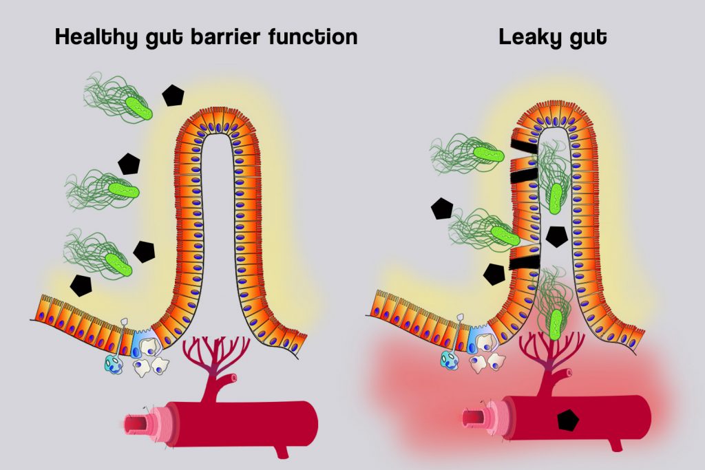 The gut’s barrier function in production animals PlusVet Animal Health