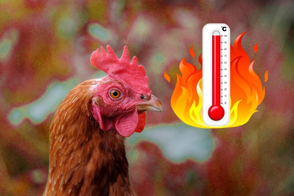 Heat stress and fatty liver hemorrhagic syndrome in poultry PlusVet