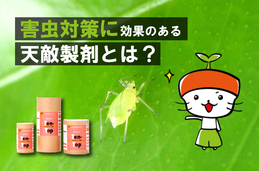 天敵製剤テントップ 50頭入り ナミテントウ剤
