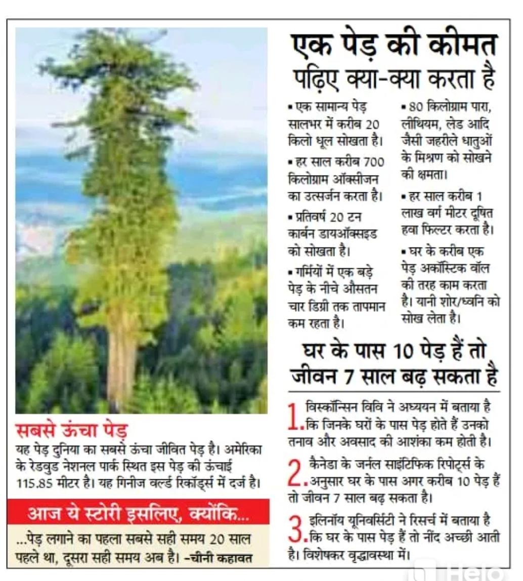 World's Tallest Tree PLY INSIGHT