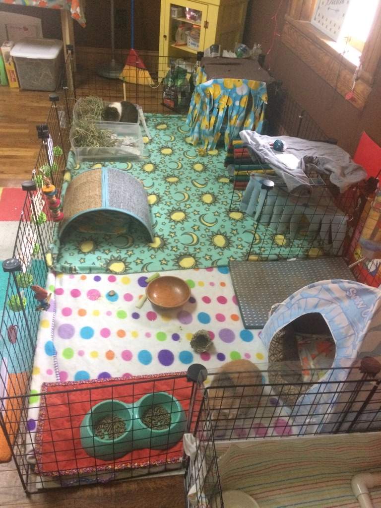 Cage Size Requirements Wiki Guinea Pigs 🐹 Amino