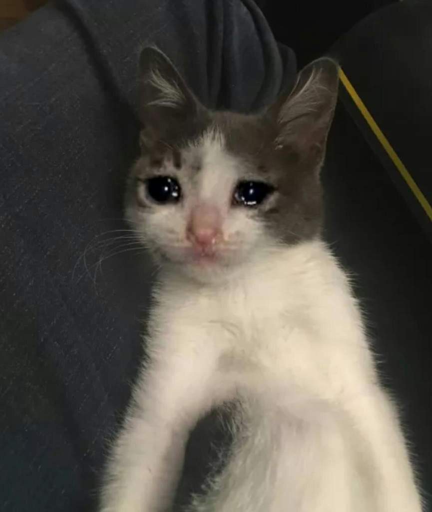 Cursed Cat Images Dump Dank Memes Amino