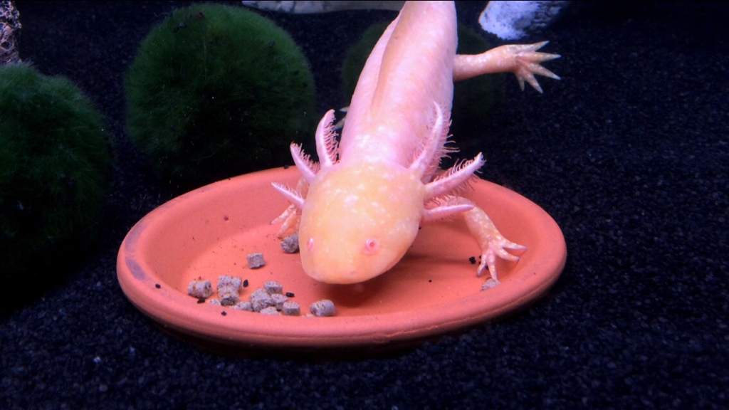 Axolotl Care Guide Wiki Reptiles Amino