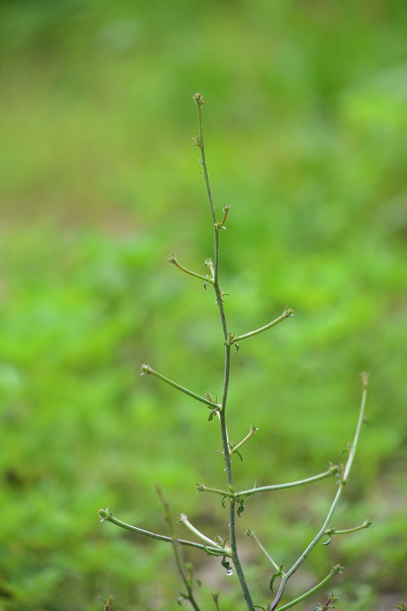 Early summer plant looks like a twig sticking out of the ground