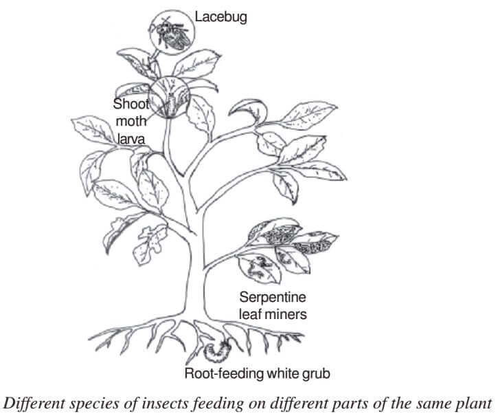 Ecotone Edge Effect, Edge Species and Ecological Niche PMF IAS