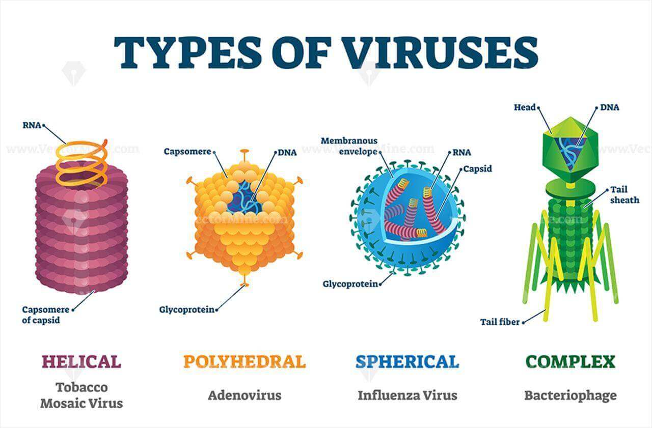 Virus, Difference Between Virus & Bacteria, DNA & RNA Viruses PMF IAS