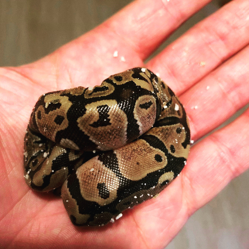 Are Snakes as Scary as People Think? The Red & Black