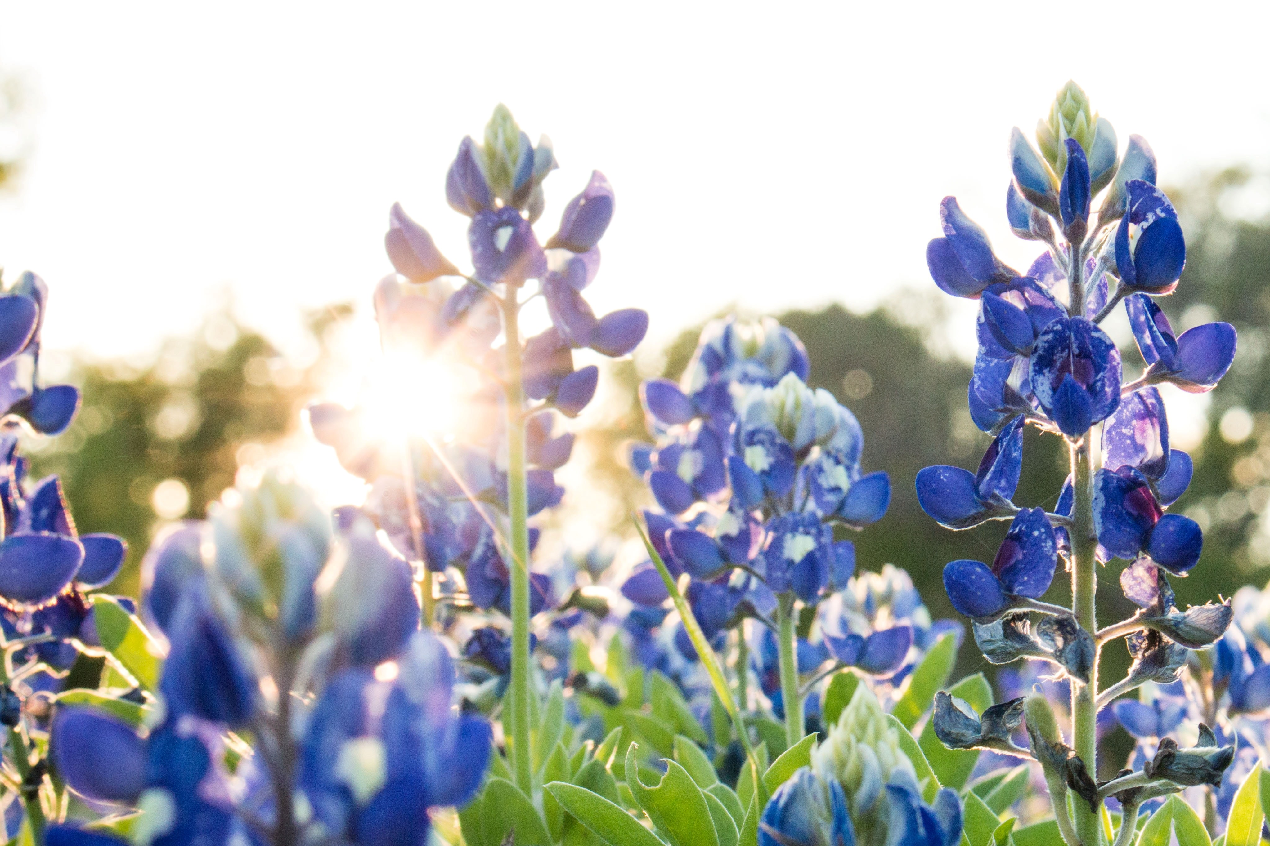 Home Green Spring Valley GSV San Antonio, TX