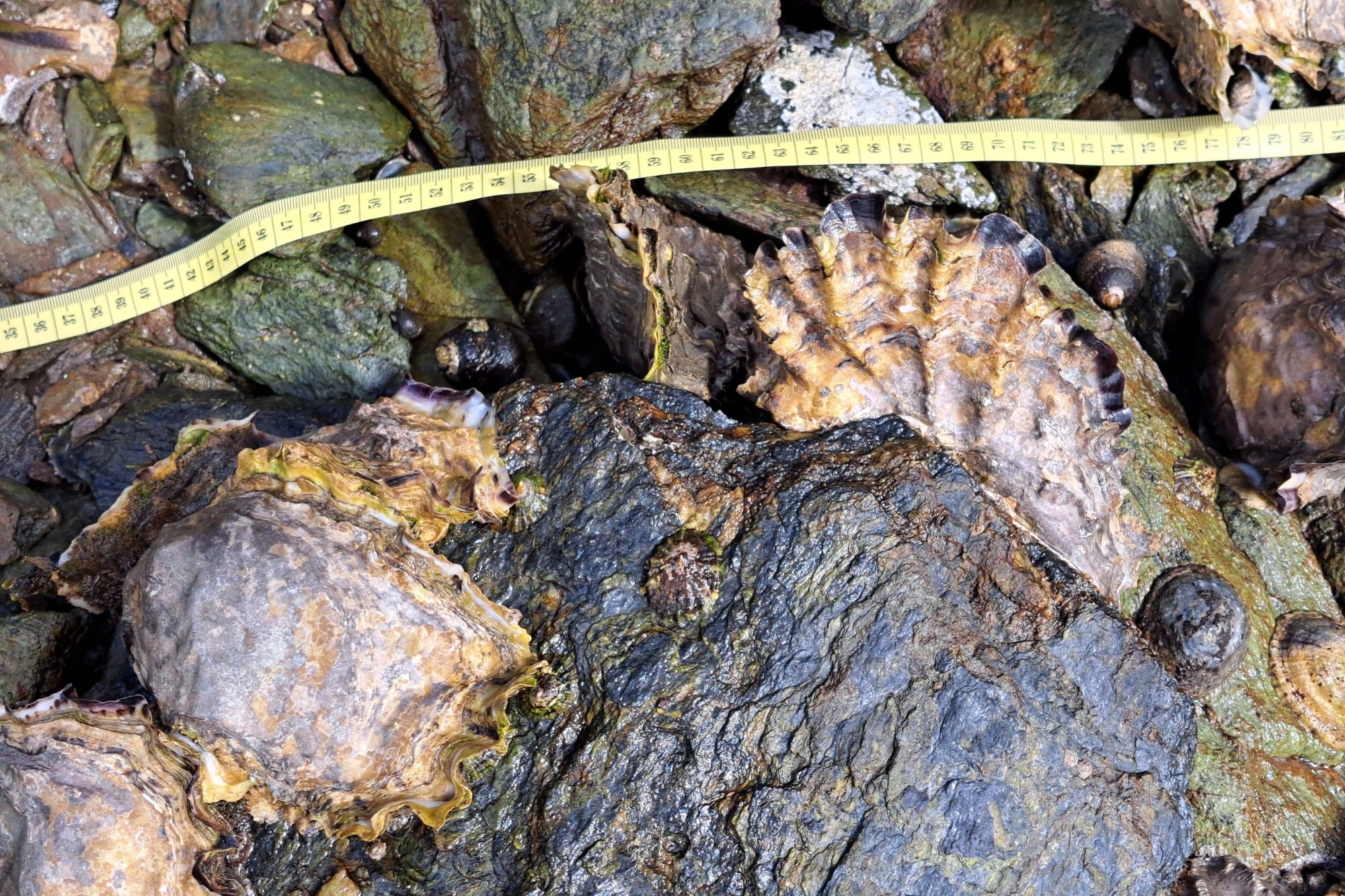 Using drone footage to map invasive species managing the expansion of