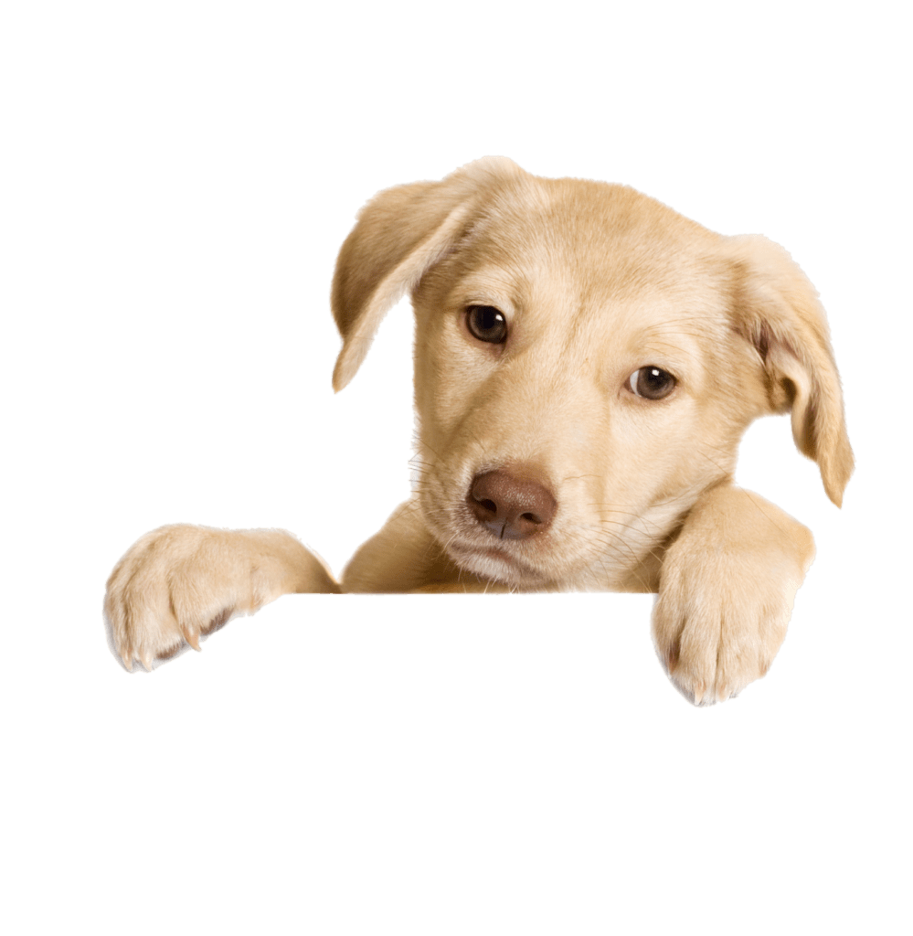Dog Png Transparent