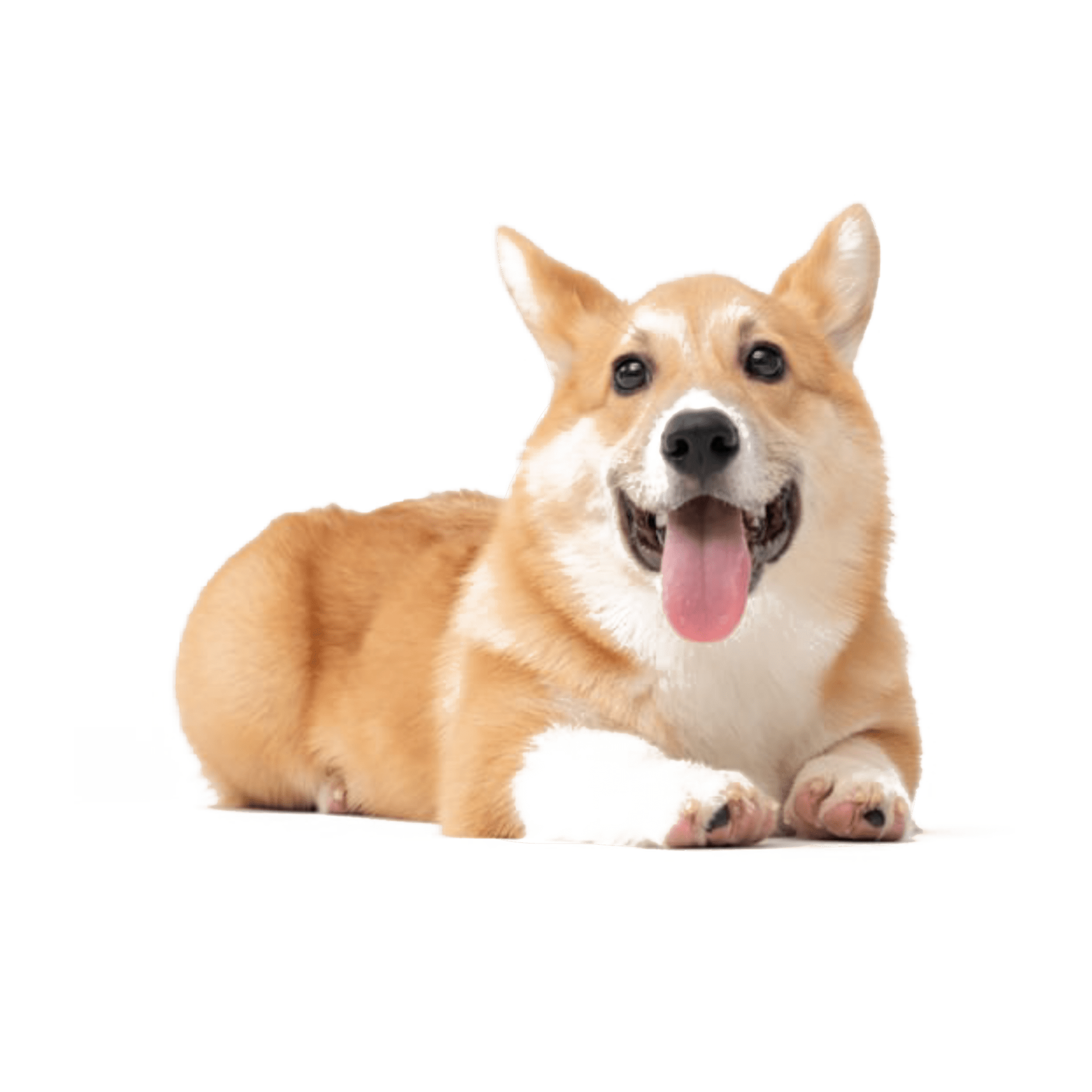Dog Png Images