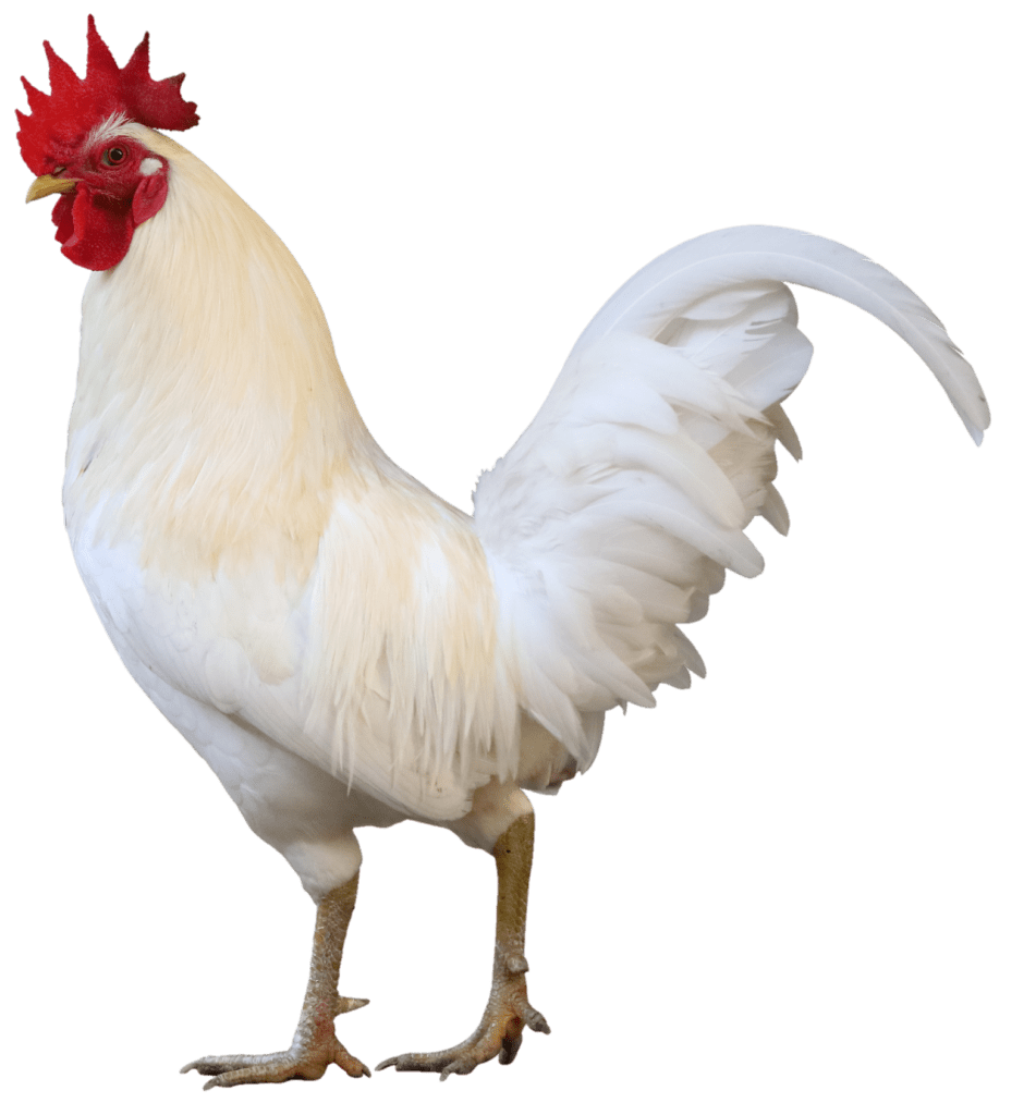 White Leghorn Townline Hatchery, 50 OFF ahalia.ac.in