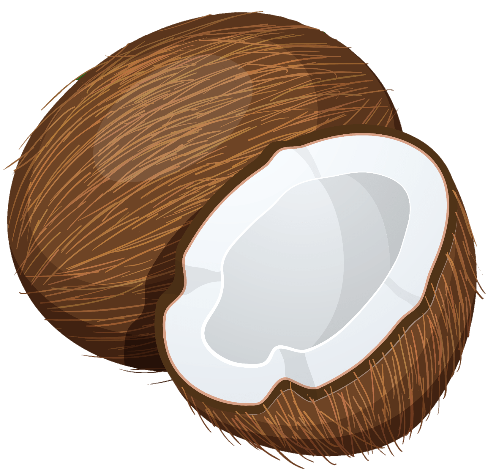 Clipart Of A Coconut