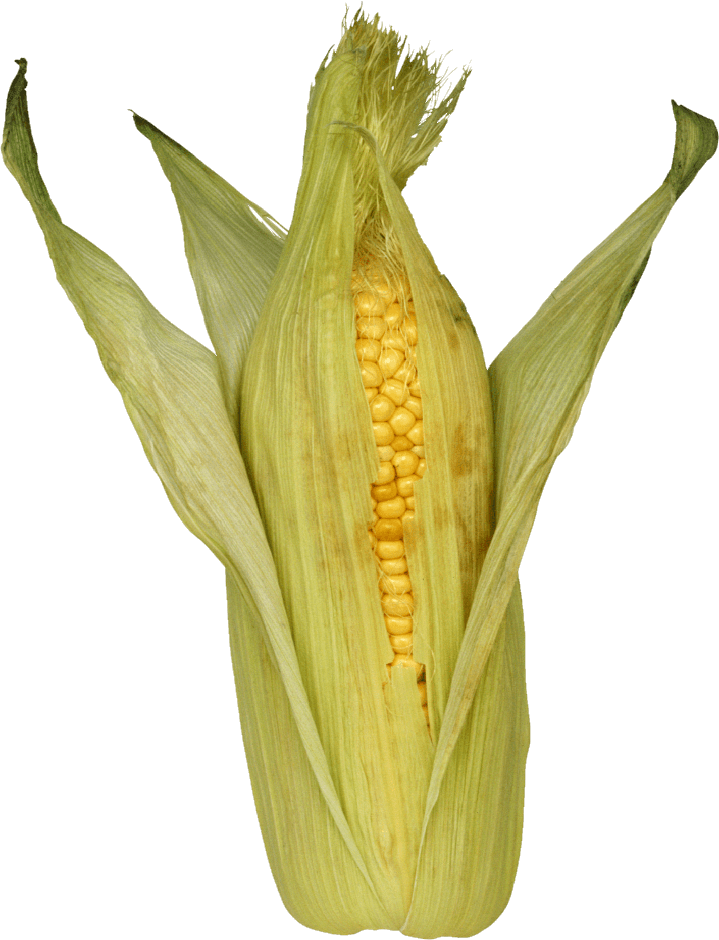 Corn PNG Transparent Images Free Download Pngfre
