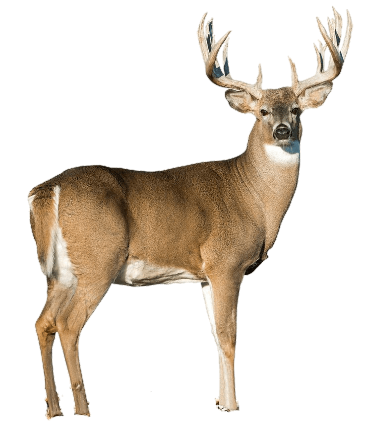 Deer PNG Transparent Images Free Download Pngfre