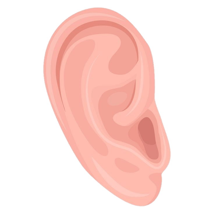 Ear PNG Transparent Images Free Download Pngfre