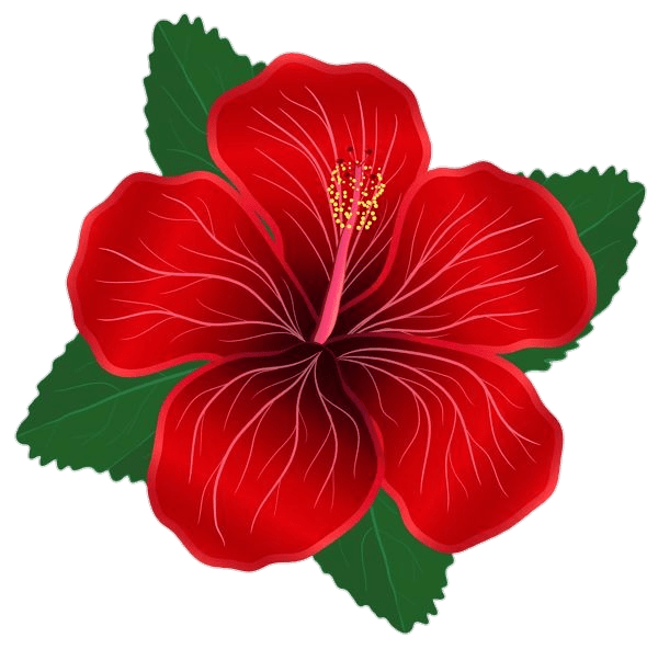 Hibiscus PNG Transparent Images Free Download Pngfre
