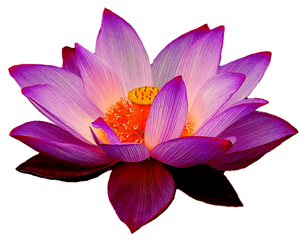 Lotus PNG Transparent Images Free Download Pngfre