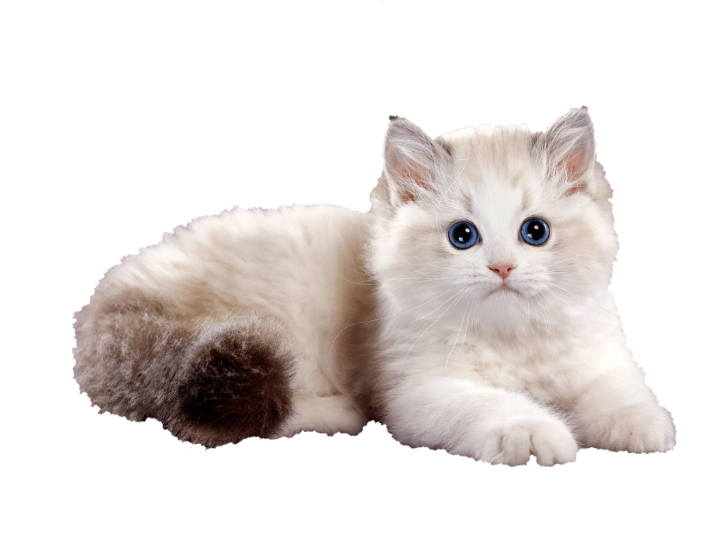 Cat PNG Images free Download Pngfre