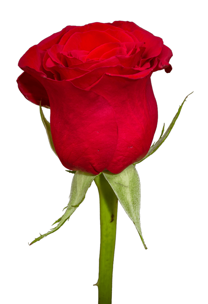 Single Red Rose Png