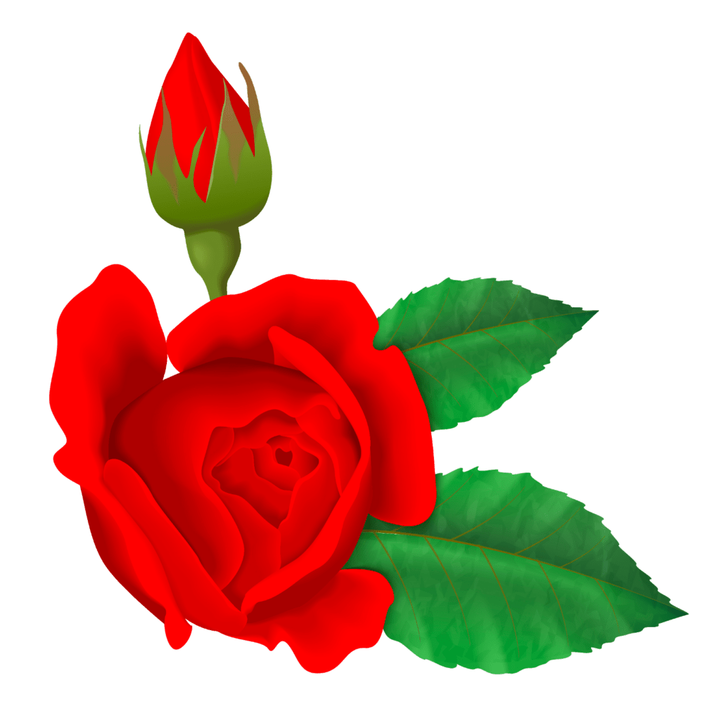 Rose Flower Animated Images Best Flower Site