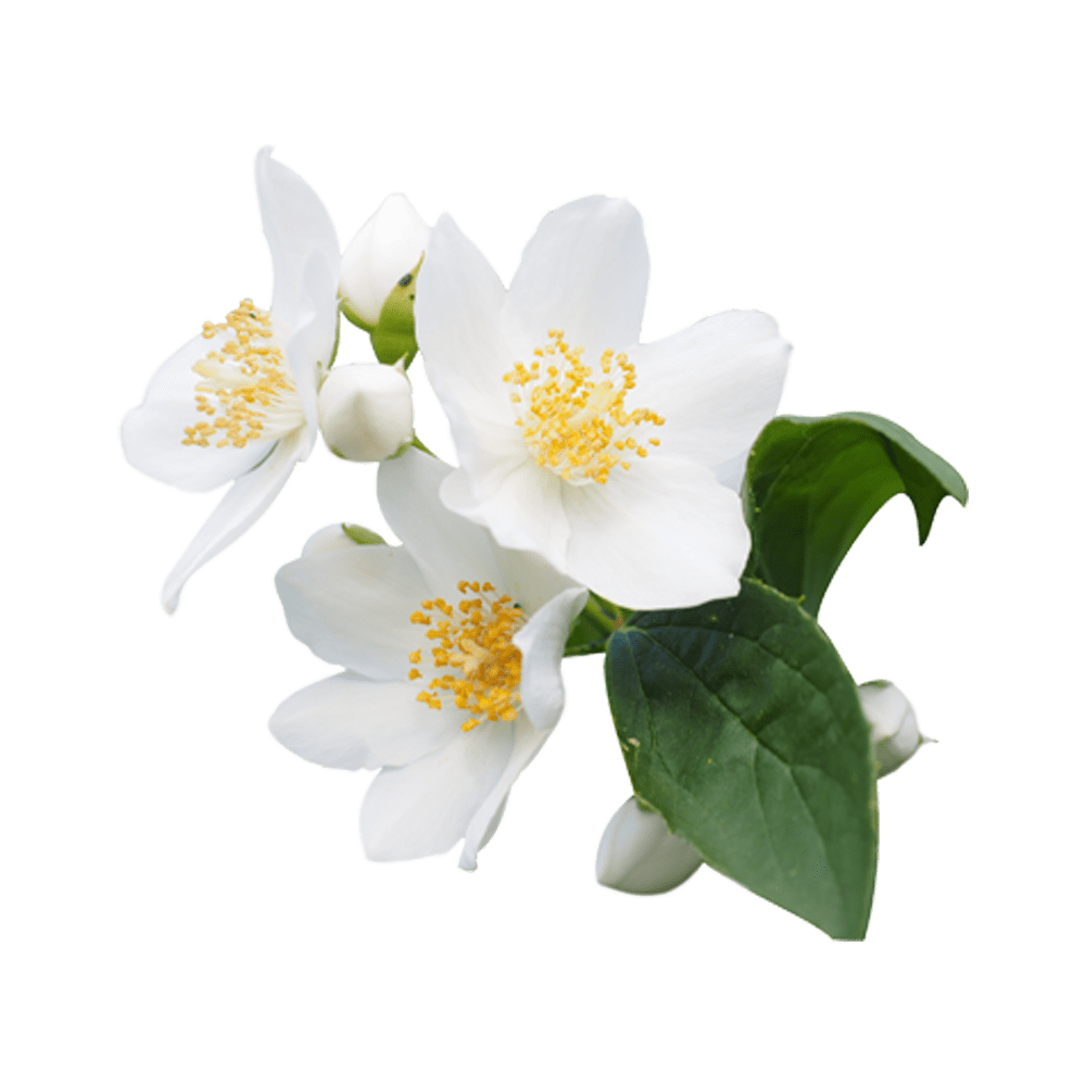Jasmine Flower PNG Images (Transparent HD Photo Clipart)