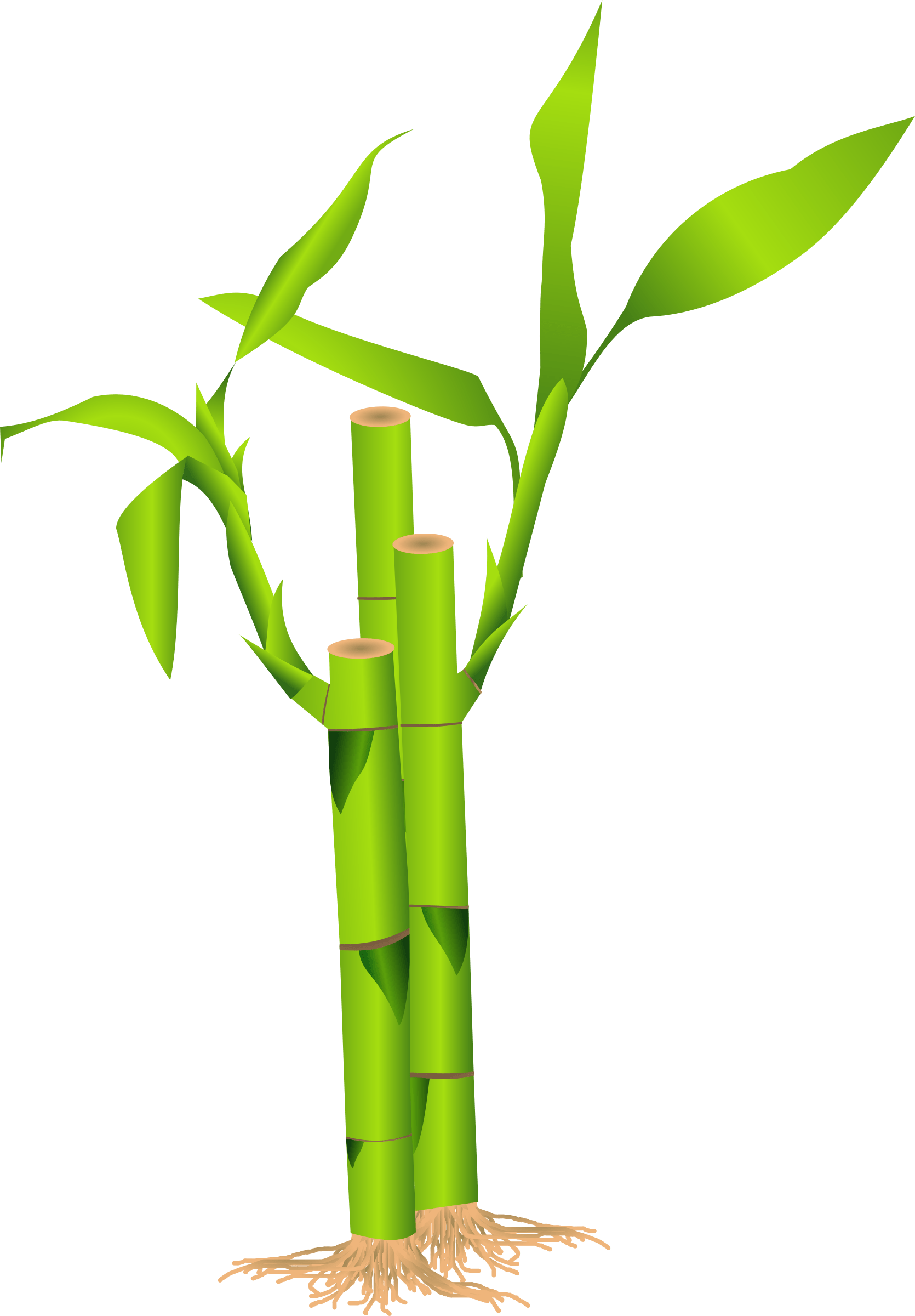 Bamboo PNG transparent image download, size 1670x2400px