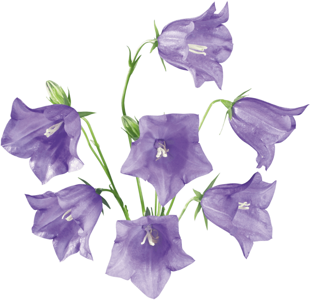Bellflower PNG transparent image download, size 1024x989px