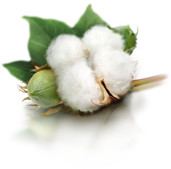 Cotton PNG transparent image download, size 567x563px