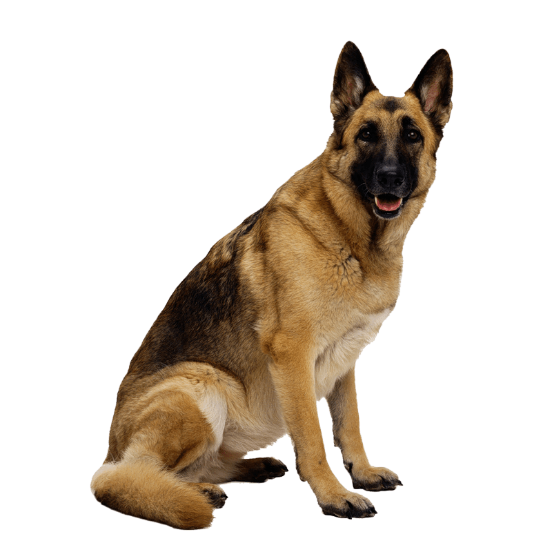 Dog Transparent Background