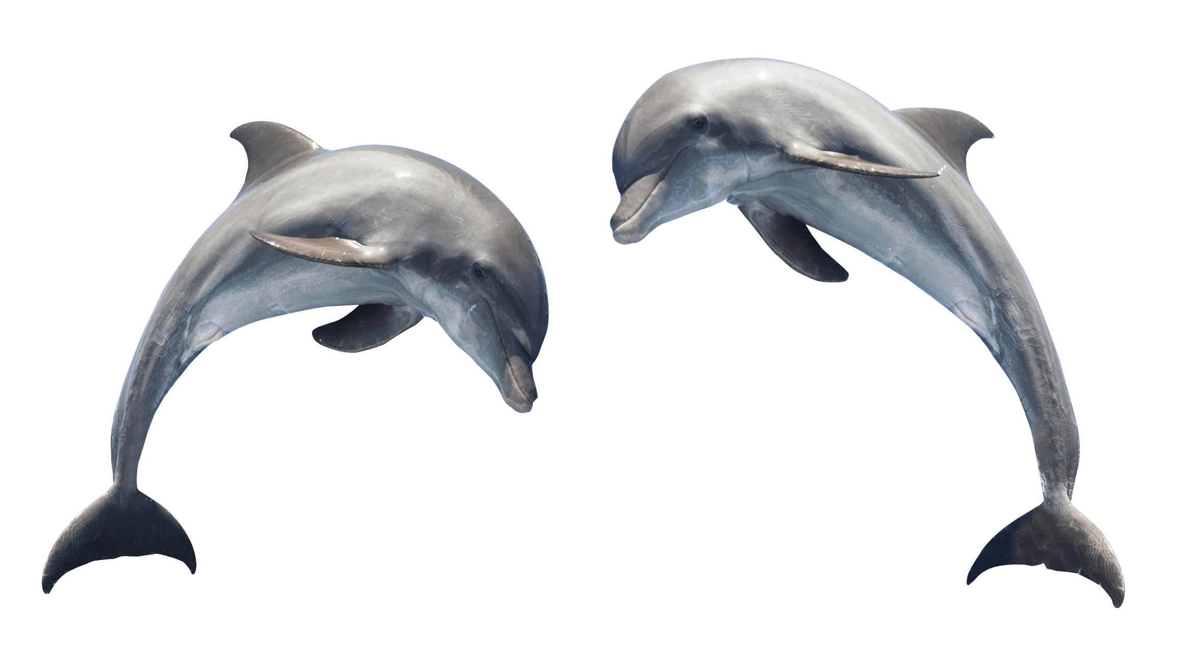 Dolphin Png