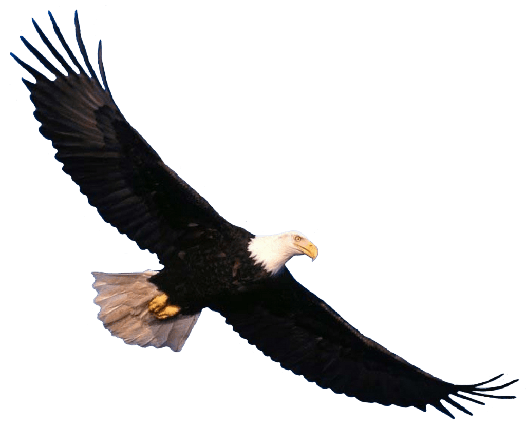 Eagle PNG image, free download transparent image download, size 1024x832px