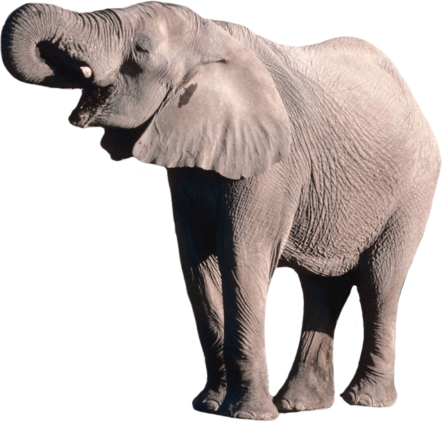 Elephant PNG transparent image download, size 637x614px