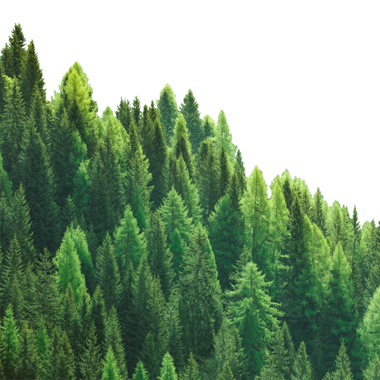 Forest PNG transparent image download, size 1280x1280px