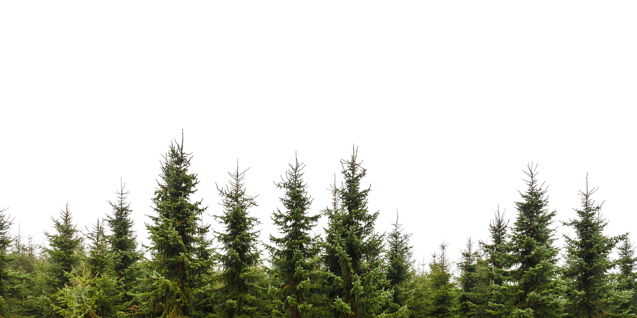 Forest PNG transparent image download, size 1280x640px