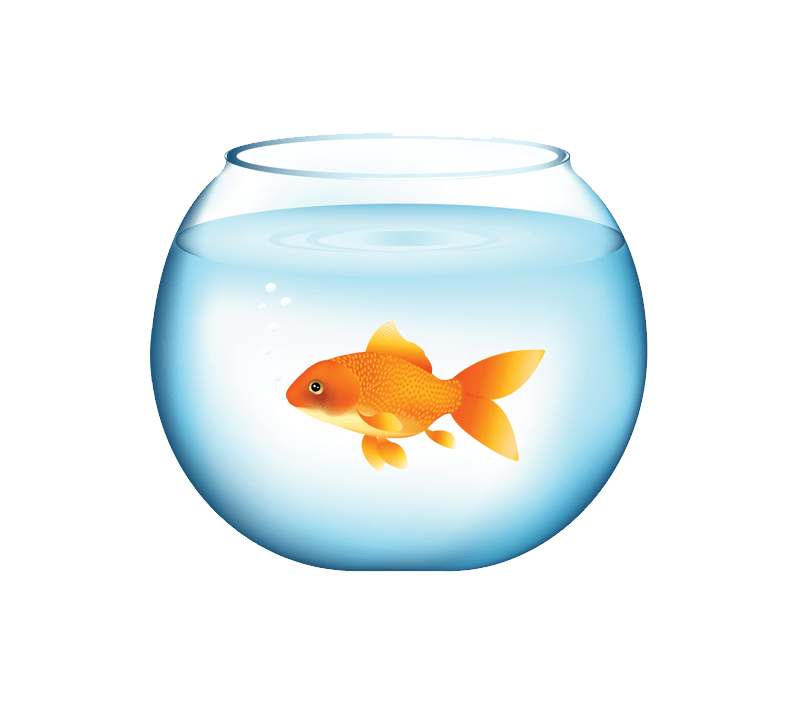 Goldfish PNG transparent image download, size 800x708px
