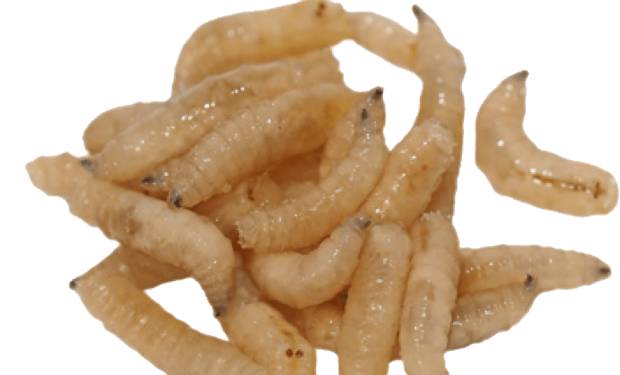Maggots PNG transparent image download, size 871x527px