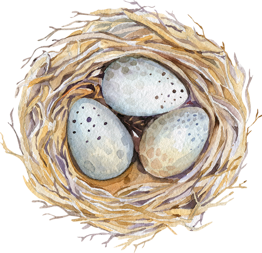 Nest PNG transparent image download, size 900x867px