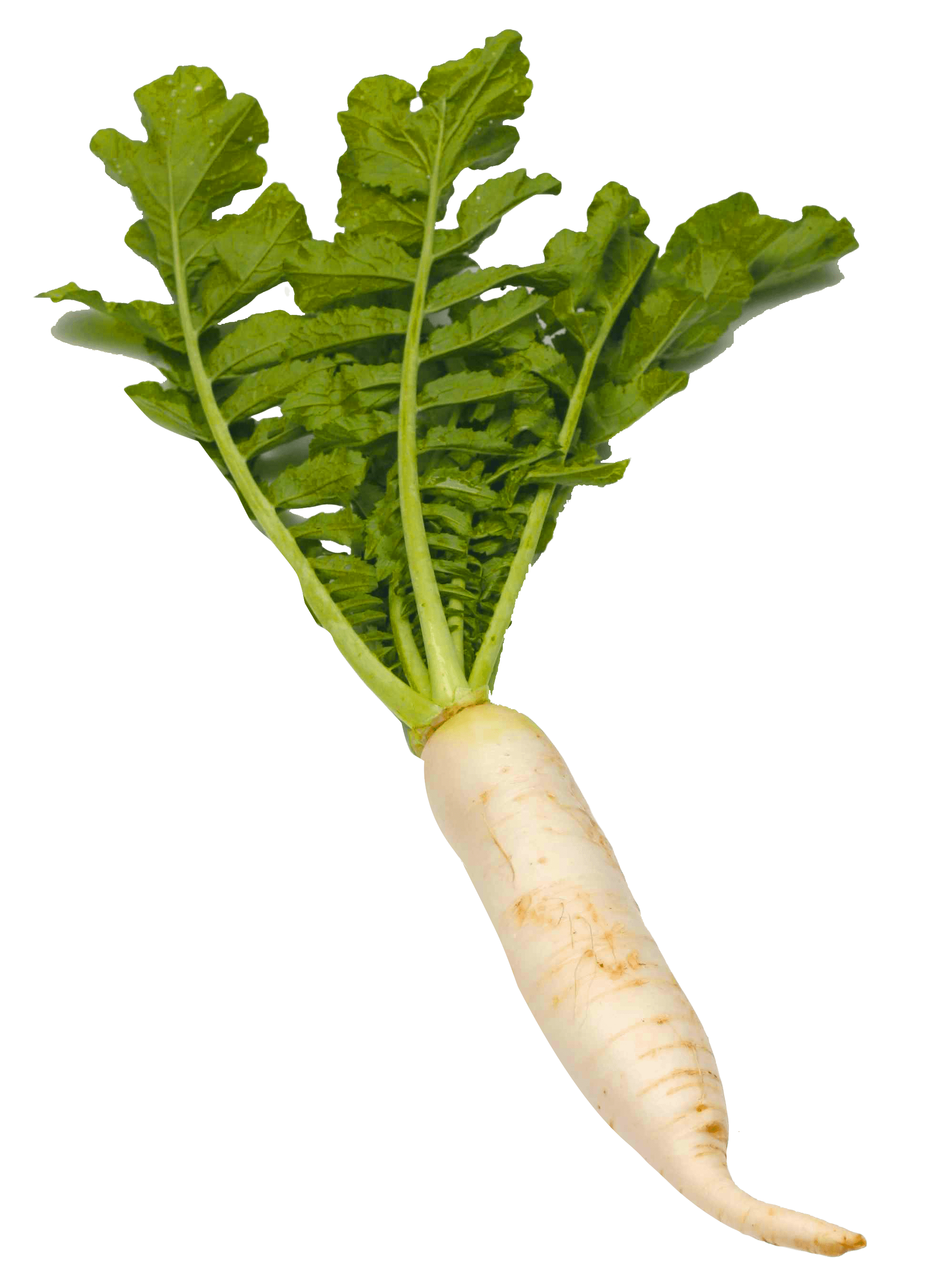 Radish PNG transparent image download, size 1976x2708px