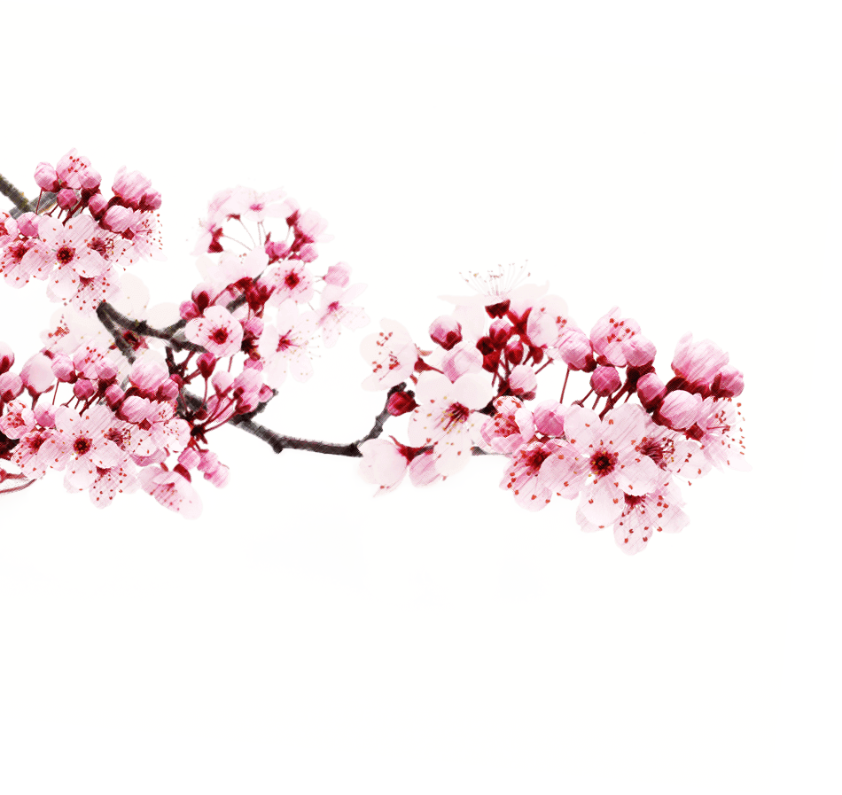Sakura PNG transparent image download, size 950x897px