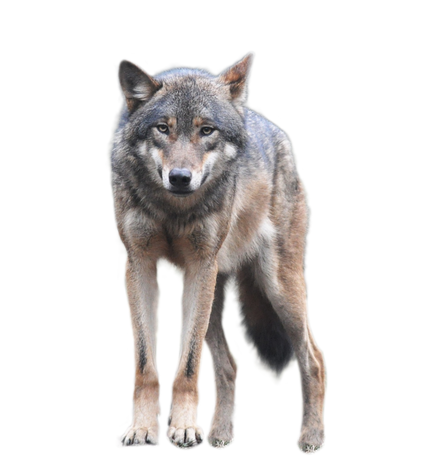 Wolf PNG transparent image download, size 852x937px