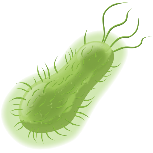 Bacteria PNG images free download