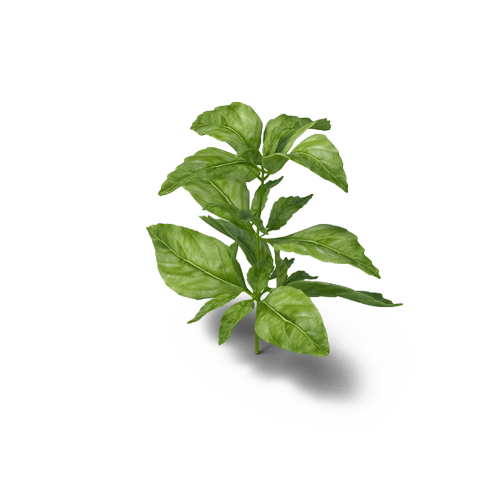 Basil PNG