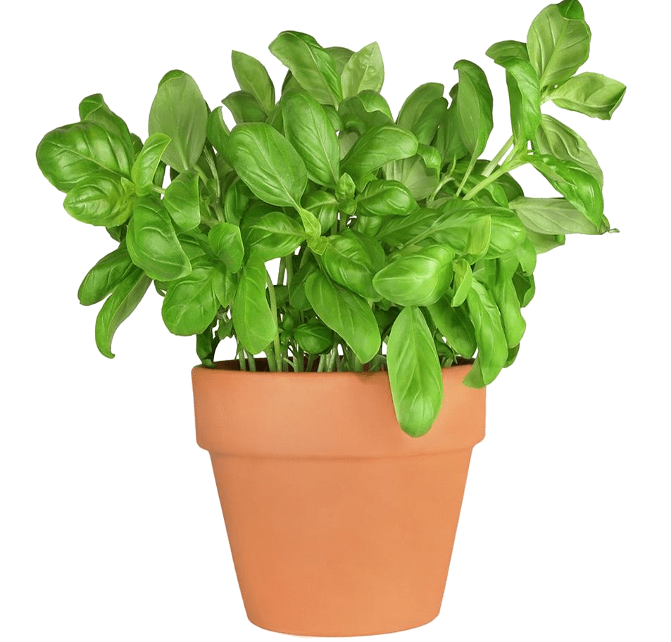 Basil PNG transparent image download, size 953x912px