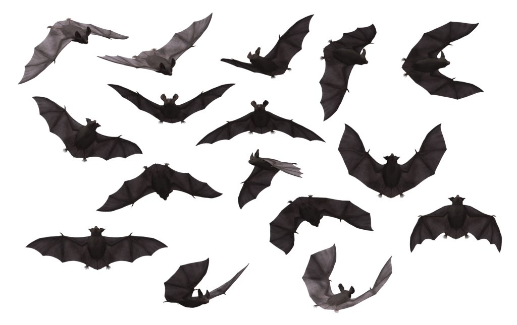 Bat PNG