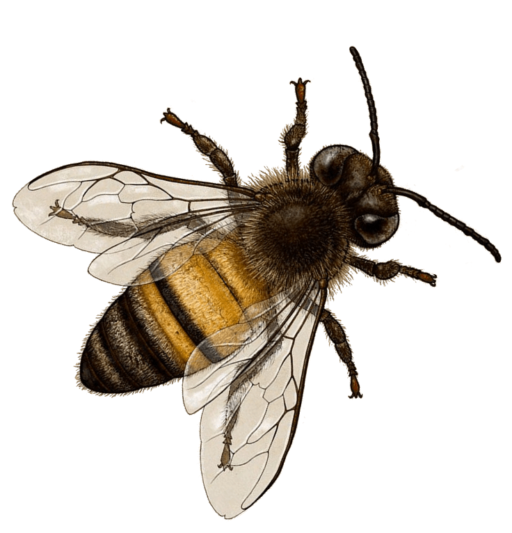 Queen Bee Transparent Background
