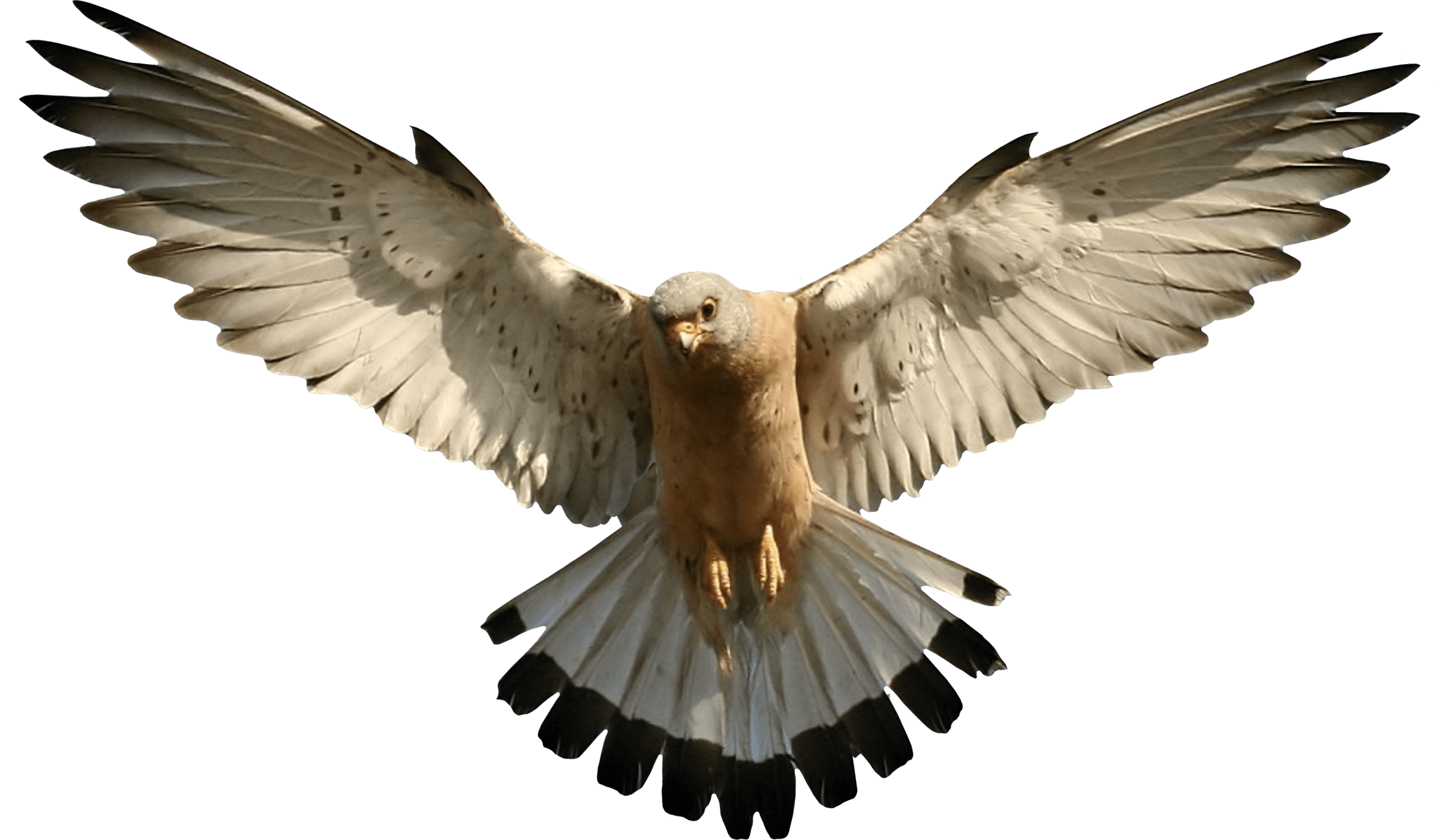 Birds PNG images free download, birds PNG