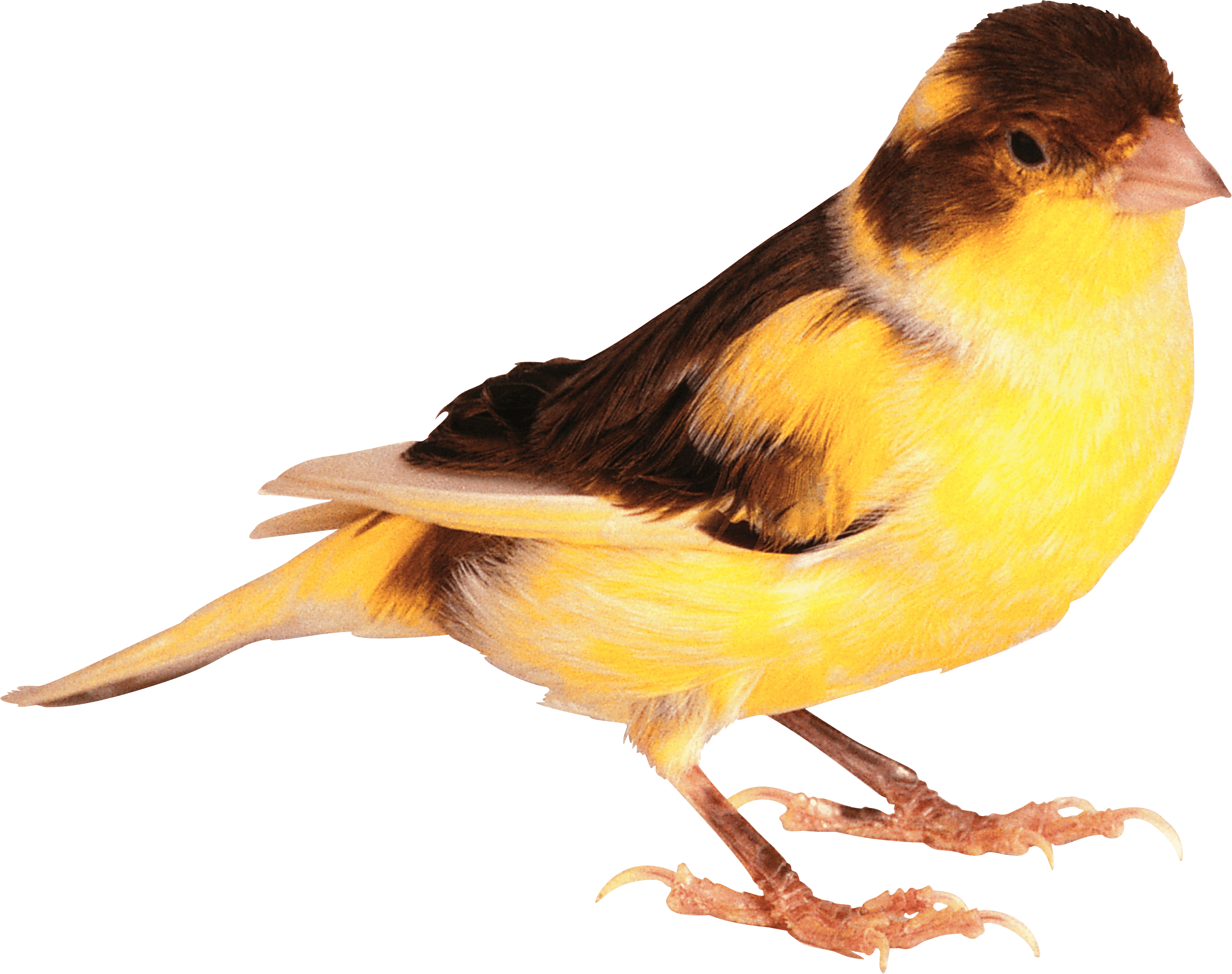 Birds PNG images free download, birds PNG
