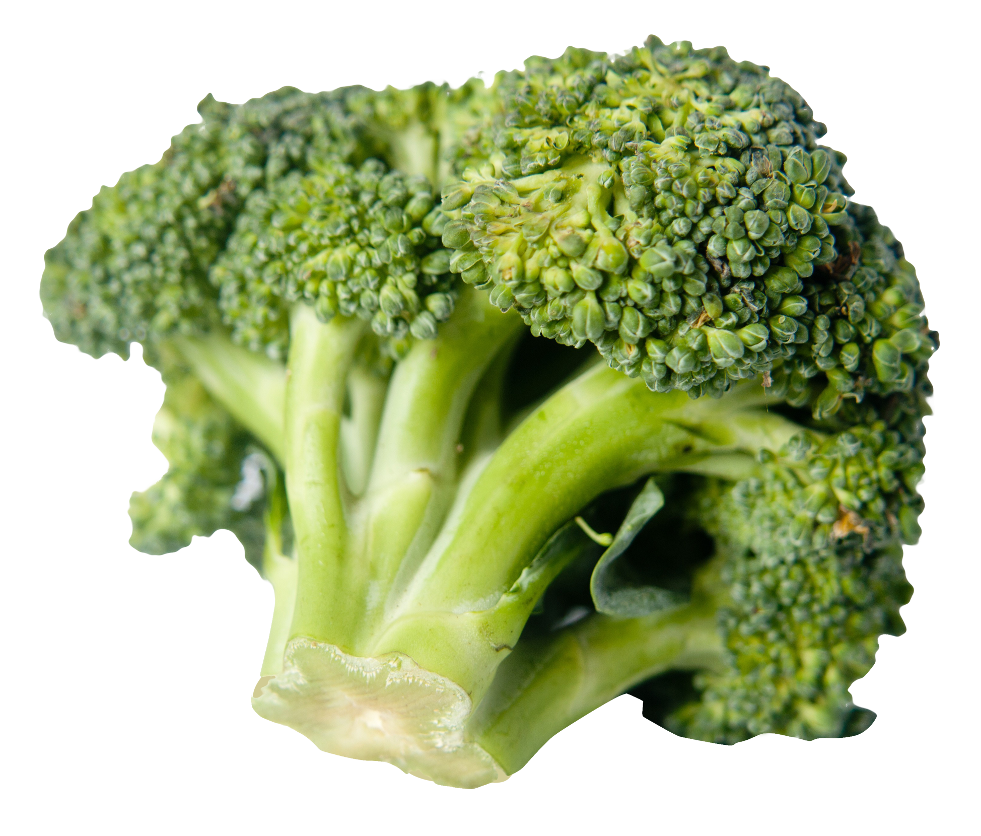 Broccoli PNG